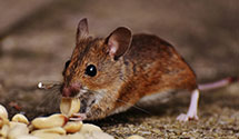 24 Hour & Emergency Exterminators in Rocherty, PA